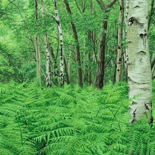 Woodlands Collection